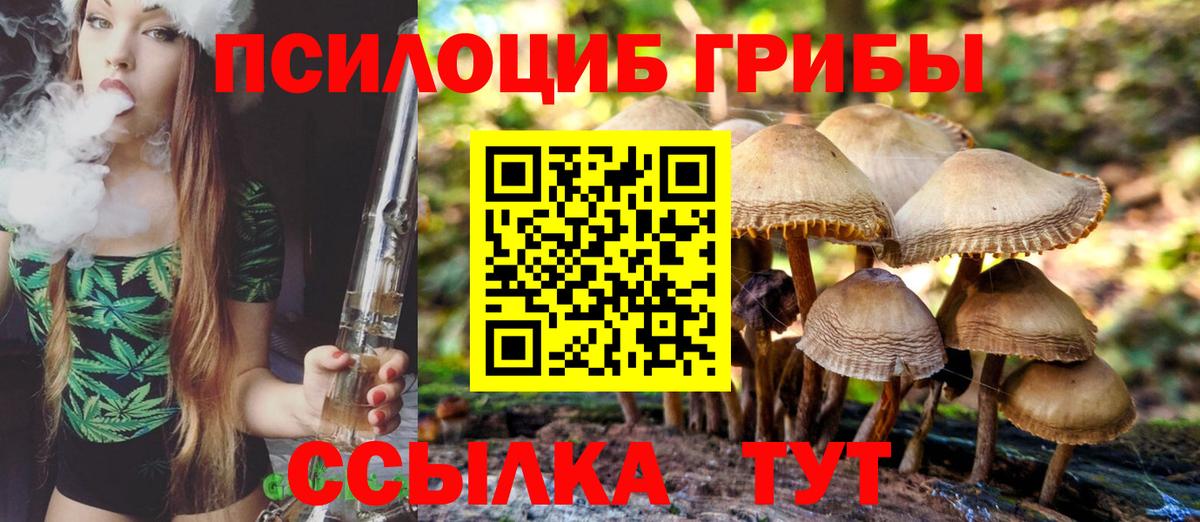 Псилоцибиновые грибы Psilocybe Менделеевск